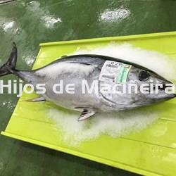 ATÚN FRESCO - Imagen 1