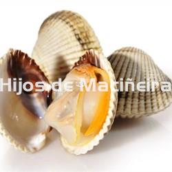 BERBERECHO GORDO EXTRA - Imagen 1