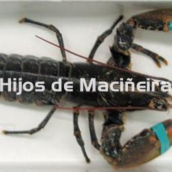 BOGAVANTE FRESCO - Imagen 1