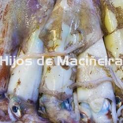 CALAMAR FRESCO - Imagen 2