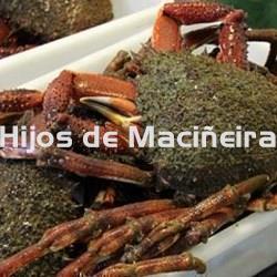 CENTOLLO FRESCO - Imagen 1