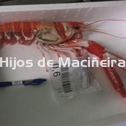 CIGALA GORDA FRESCA - Imagen 2