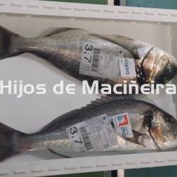 DORADA FRESCA - Imagen 1
