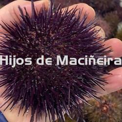 ERIZO DE MAR GALLEGO - Imagen 1