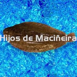 LENGUADO FRESCO - Imagen 1