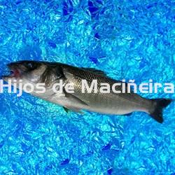 LUBINA FRESCA - Imagen 1