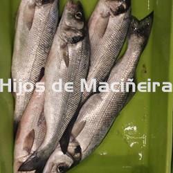 LUBINA FRESCA - Imagen 2