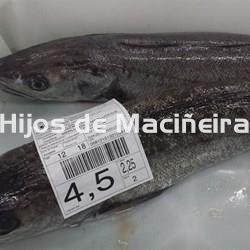 MERLUZA DE VOLANTA FRESCA (2-3KG) - Imagen 1