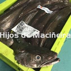 MERLUZA GORDA FRESCA (3-4KG) - Imagen 1