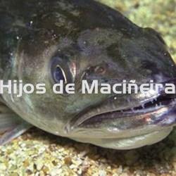 MERLUZA GORDA FRESCA (3-4KG) - Imagen 2