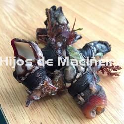 PERCEBE GALLEGO FRESCO - Imagen 1