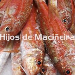 SALMONETE FRESCO - Imagen 2