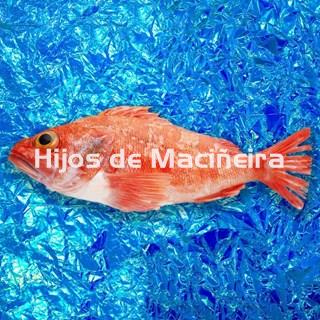 CABRA DE ALTURA FRESCA - Imagen 1