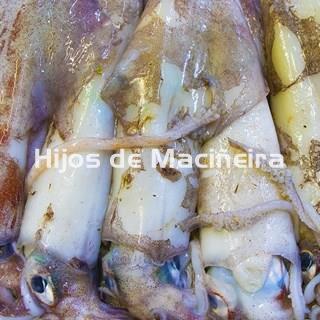 CALAMAR FRESCO - Imagen 2