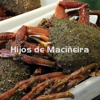 CENTOLLO FRESCO - Imagen 1