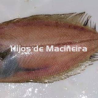 GALLO FRESCO - Imagen 1