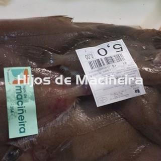 GALLO FRESCO - Imagen 2