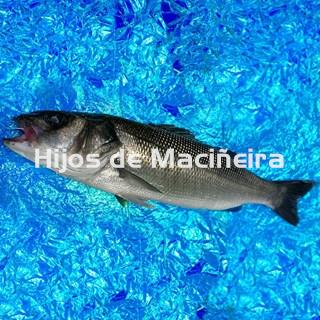 LUBINA FRESCA - Imagen 1