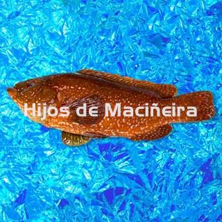 MARAGOTA FRESCA - Imagen 1