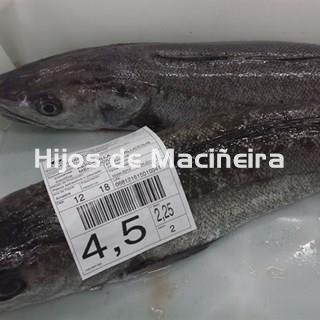 MERLUZA DE VOLANTA FRESCA (2-3KG) - Imagen 1