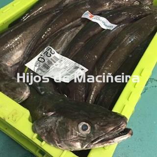 MERLUZA GORDA FRESCA (3-4KG) - Imagen 1