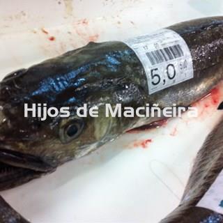 MERLUZA GRANDE FRESCA (4-5KG) - Imagen 1