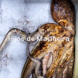 PULPO GALLEGO ENTERO CONGELADO GRANDE (1PIEZA) - Imagen 1