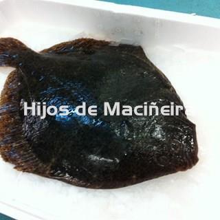 RODABALLO FRESCO - Imagen 1