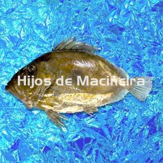 SAN PEDRO FRESCO - Imagen 1